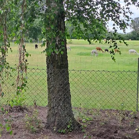 Tiny House & Alpaka-erlebnis Im Ruhner Land - Naturidylle Pur Дом отдыха