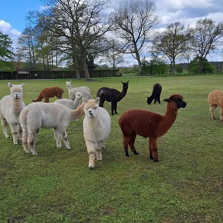 Tiny House & Alpaka-erlebnis Im Ruhner Land - Naturidylle Pur Дом отдыха *