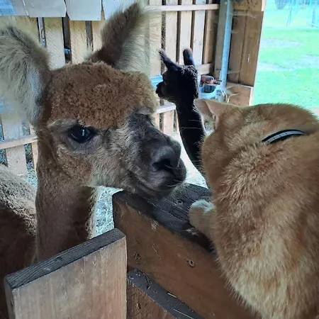 Tiny House & Alpaka-erlebnis Im Ruhner Land - Naturidylle Pur * Ziegendorf